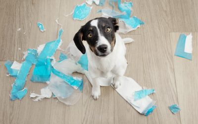 Are you protected from canine chaos?